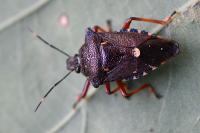 Pinthaeus sanguinipes