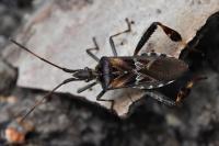 Leptoglossus occidentalis