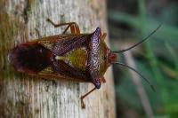 Acanthosoma haemorrhoidale