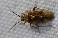 Lygus rugulipennis