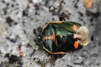 Eurydema oleracea