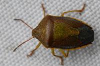 Piezodorus lituratus