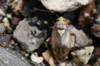 Lygus rugulipennis