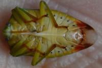 Elasmostethus interstinctus