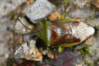 Elasmostethus interstinctus