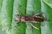 Camptopus lateralis