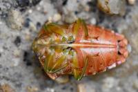 Elasmucha grisea