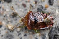 Elasmucha grisea