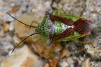 Acanthosoma haemorrhoidale
