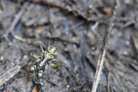 Phytocoris