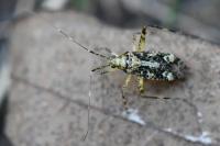 Phytocoris