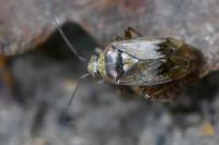 Lygus rugulipennis