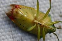 Elasmostethus interstinctus