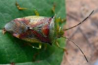Elasmostethus interstinctus
