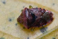 Elasmucha grisea