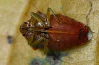Elasmucha grisea