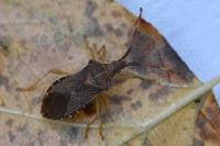 Gonocerus acuteangulatus