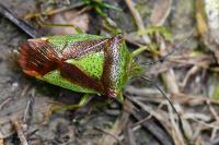 Acanthosoma haemorrhoidale
