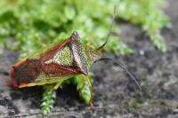 Acanthosoma haemorrhoidale