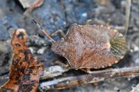 Peribalus strictus