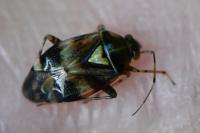 Liocoris tripustulatus