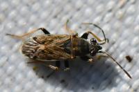 Peritrechus gracilicornis