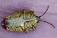 Elasmostethus interstinctus