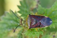 Elasmostethus interstinctus