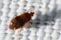 Cardiastethus fasciiventris