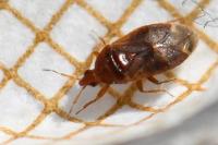 Cardiastethus fasciiventris