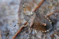 Peribalus strictus