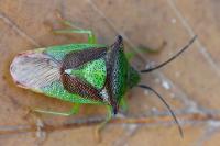 Acanthosoma haemorrhoidale