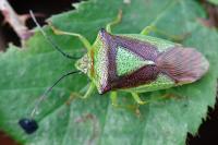 Acanthosoma haemorrhoidale