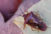 Acanthosoma haemorrhoidale