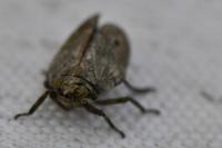 Issus coleoptratus