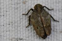 Issus coleoptratus