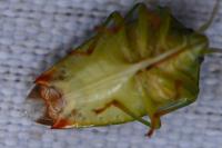 Elasmostethus interstinctus