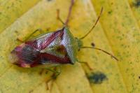 Elasmostethus interstinctus
