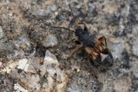 Scolopostethus thomsoni