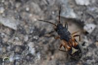 Scolopostethus thomsoni