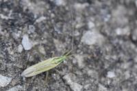 Megaloceroea recticornis