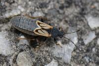 Ischnodemus sabuleti