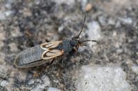Ischnodemus sabuleti