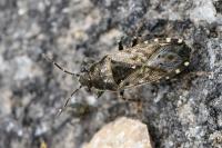 Heterogaster urticae