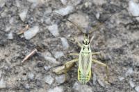 Leptopterna dolabrata
