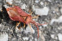 Haploprocta sulcicornis