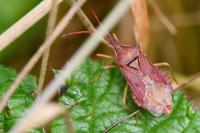 Haploprocta sulcicornis