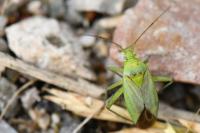 Closterotomus norwegicus