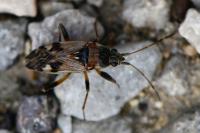 Beosus maritimus