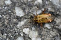 Closterotomus fulvomaculatus